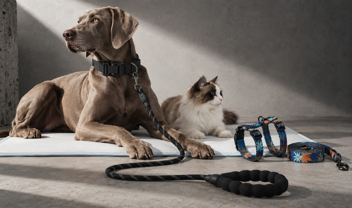 🐕 UHMWPE Pet Gear