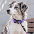 UHMWPE Heavy Duty Dog Collar – Bite Resistant Reflective Collar for Medium&Large Dogs