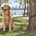 Custom UHMWPE Multi-Functional Dog Leash – Hands-Free Convertible Leash for Outdoor Walking & Active Dogs– Minimum Order: 100 Units